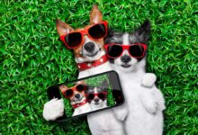 Best iPhone Apps for Pet Owners: Care, Track, and Play