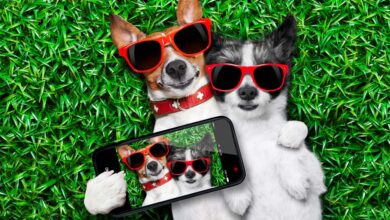 Best iPhone Apps for Pet Owners: Care, Track, and Play